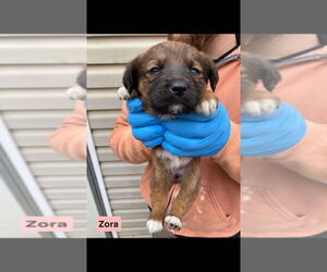 Labrador Retriever-Unknown Mix Dogs for adoption in New York, NY, USA