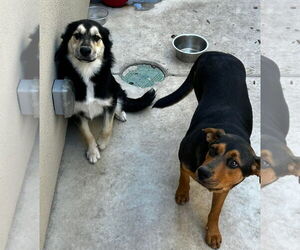 Alaskan Malamute Dogs for adoption in Woodland, CA, USA