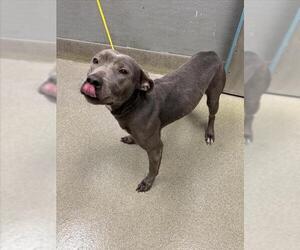 Mutt Dogs for adoption in Las Vegas, NV, USA