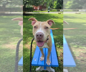 Mutt Dogs for adoption in Rockaway, NJ, USA