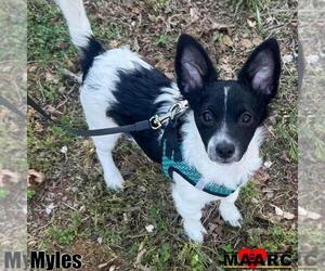 Rat-Cha Dogs for adoption in Maryville, TN, USA