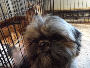 Shih Tzu Dogs for adoption in Zaleski, OH, USA