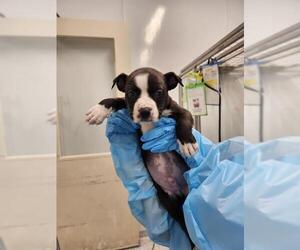 American Staffordshire Terrier-Unknown Mix Dogs for adoption in San Antonio, TX, USA