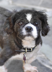Shih Tzu Dogs for adoption in Decatur, GA, USA