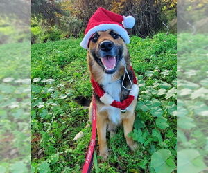 Euro Mountain Sheparnese Dogs for adoption in Fresno, CA, USA