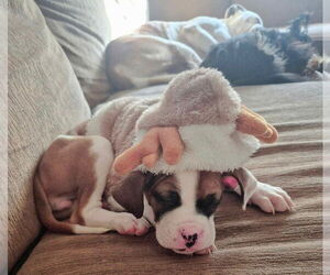 Boxer-Unknown Mix Dogs for adoption in Brewster, NY, USA