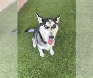 Siberian Husky Dogs for adoption in Chula Vista, CA, USA