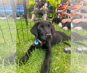 Labrador Retriever-Retriever Mix Dogs for adoption in St. Louis Park, MN, USA