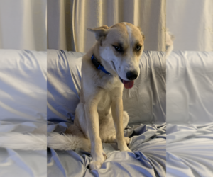 Siberian Husky-Unknown Mix Dogs for adoption in Dana Point, CA, USA