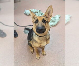 German Shepherd Dog Dogs for adoption in Ogden, UT, USA