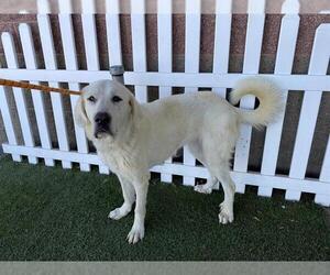Great Pyrenees Dogs for adoption in Modesto, CA, USA