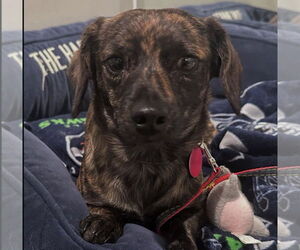 Chiweenie Dogs for adoption in Bellevue, WA, USA