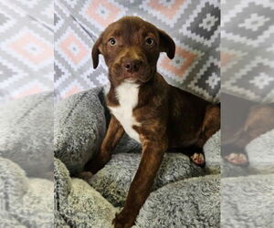 American Pit Bull Terrier-Border Collie Mix Dogs for adoption in Lakewood, CO, USA