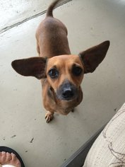 Chiweenie Dogs for adoption in Kaplan, LA, USA