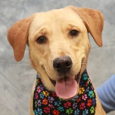 Golden Labrador Dogs for adoption in Garfield Heights, OH, USA