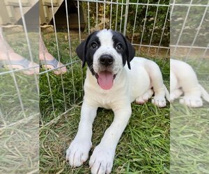 Border Collie-Great Pyrenees Mix Dogs for adoption in Granite Bay, CA, USA