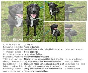 Collie-Unknown Mix Dogs for adoption in New Orleans, LA, USA