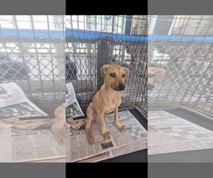 Rhodesian Ridgeback Dogs for adoption in NYC, NY, USA