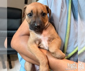 Retriever -Unknown Mix Dogs for adoption in Washington, DC, USA