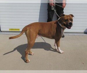 Bullboxer Pit Dogs for adoption in Louisville, KY, USA