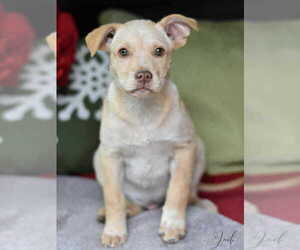 Labrador Retriever-Unknown Mix Dogs for adoption in Brewster, NY, USA