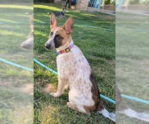 Mutt Dogs for adoption in Paso Robles, CA, USA