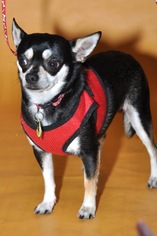 Chihuahua Dogs for adoption in Frisco, TX, USA
