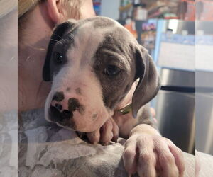 Mutt Dogs for adoption in New London, WI, USA