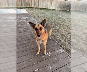 German Shepherd Dog Dogs for adoption in San Antonio, TX, USA