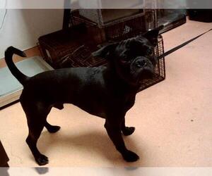 Pug-Unknown Mix Dogs for adoption in Martinez, CA, USA