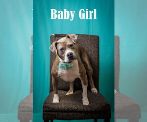 Mutt Dogs for adoption in North Myrtle Beach, SC, USA