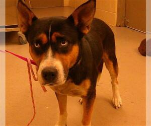 Siberian Husky-Unknown Mix Dogs for adoption in Sanford, FL, USA
