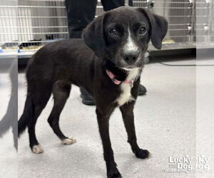 Retriever -Unknown Mix Dogs for adoption in Washington, DC, USA