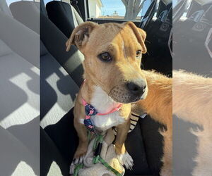 American Staffordshire Terrier-Pembroke Welsh Corgi Mix Dogs for adoption in Newport Beach, CA, USA