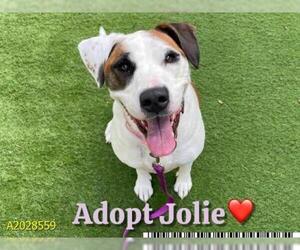 Labbe Dogs for adoption in West Palm Beach, FL, USA