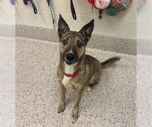 Mutt Dogs for adoption in Brighton, CO, USA