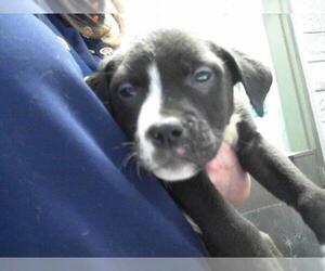 American Pit Bull Terrier Dogs for adoption in Tulsa, OK, USA