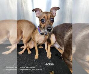 Chihuahua-Unknown Mix Dogs for adoption in San Antonio, TX, USA