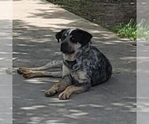 Australian Shepherd-Unknown Mix Dogs for adoption in San Antonio, TX, USA