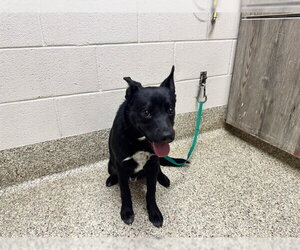 Labrador Retriever-Unknown Mix Dogs for adoption in Pueblo, CO, USA