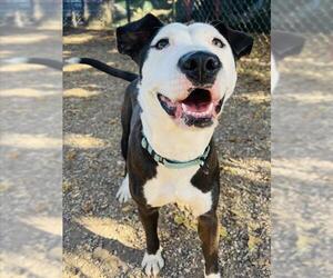 Labrador Retriever-Unknown Mix Dogs for adoption in Santa Barbara, CA, USA