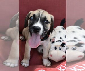 Border Collie-Unknown Mix Dogs for adoption in Lakewood, CO, USA