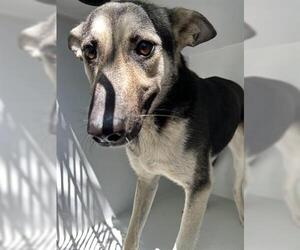 German Shepherd Dog-Unknown Mix Dogs for adoption in Houston, TX, USA