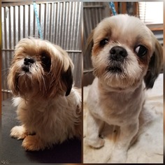 Shih Tzu Dogs for adoption in Winder, GA, USA