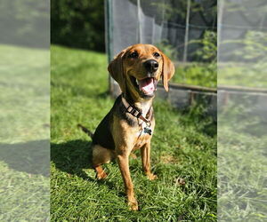 Beagle-Unknown Mix Dogs for adoption in Springdale, PA, USA