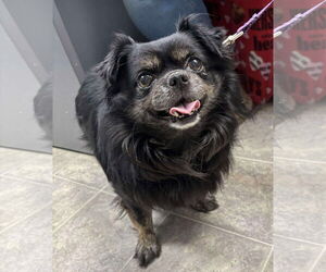 Chihuahua-Tibetan Spaniel Mix Dogs for adoption in Rustburg, VA, USA