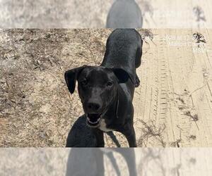 Labrador Retriever-Unknown Mix Dogs for adoption in Ocala, FL, USA