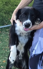 Border-Aussie Dogs for adoption in CHANDLER, AZ, USA