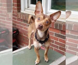 Rat-Cha Dogs for adoption in Fredericksburg, VA, USA
