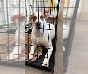 Labrador Retriever-Unknown Mix Dogs for adoption in Texas City, TX, USA